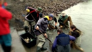 Letošní výlov Křemačáku byl úspěšný