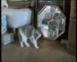 cats-assorti
