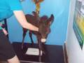 videos de Donkey Foals - Nothing Else Matters