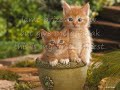 warrior cats name contest (still open plz enter :( )