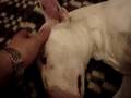 bull terrier puppies cachorros