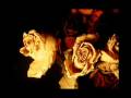 videos de Galexia The Maze Leak Dead Roses RARE