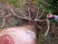 Pure Trophies Hmong Hunter
