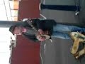 The Banjo Man