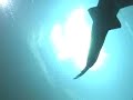 How The Georgia Aquarium Works