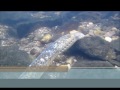 Reprodução de Lampreias na Bacia Hidrográfica do Rio Minho