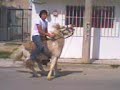 el jinete de ponis #1 de allende coah.