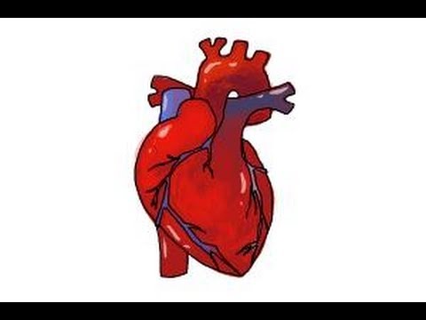 how to draw human heart