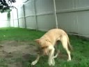 Adopt a Dog 
