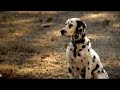 New Super Bowl Commercial 2008 - Budweiser: "Rocky"