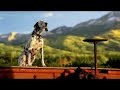budweiser-rocky-horse-commercial-super-bowl-xlii-2008.html
