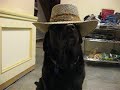 Hat dog