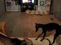 Italian Greyhound in her house