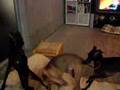Italian Greyhound video