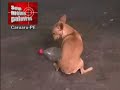 cachorro tom