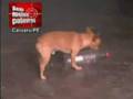 cachorro tom