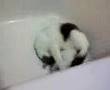 Barrel Roll Cat - Yakasa This is my 5 year old cat, Yakasa, doing a strange behavior he started doing after I moved back in with my mother for temporary reasons. He jumps in the tub whenever I go into