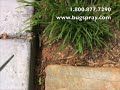 Carpenterant treatment using Drione Dust Carpenterant treatment using Drione Dust