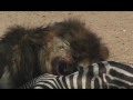Lions Attack Zebra