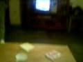 videos de torito