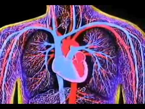 3D ANIMATION OF WORKING OF HEART