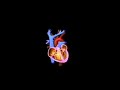 3D ANIMATION OF WORKING OF HEART