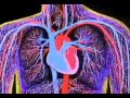 3D ANIMATION OF WORKING OF HEART