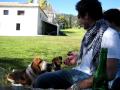 Experimento Perruno Homínido