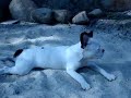 Bulldog Franc�s