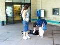 Cody the black Labrador w/the Pager collar