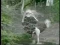 funny animals