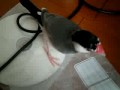 毛づくろいに余念の無いピッチ君。 ミラーに移る自分の姿が気になるリット君。 カメラに足をかけ、首振り坊やとツーショットのポコ君。 一番最後はやんちゃ盛りの再びリット君。