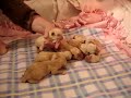 New (12 hrs old) Toy Labradoodle Puppies