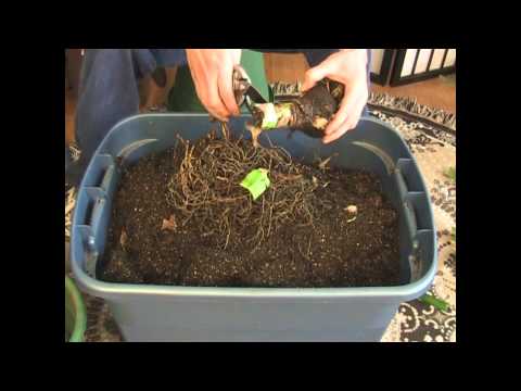 how to transplant amaryllis bulbs