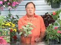 Growing Flowering Plants : Growing Variegated Geranium Plants Growing Flowering Plants : Growing Variegated Geranium Plants