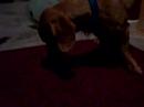 Jengo eats a bug