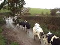 Summer is gone - Cows come home for final time