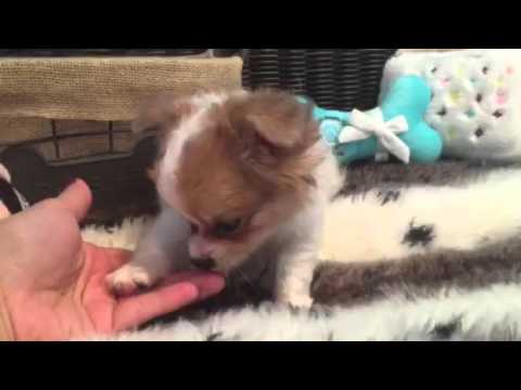 SWEET AND LOVABLE LONG HAIR CHIHUAHUA FEMALE
