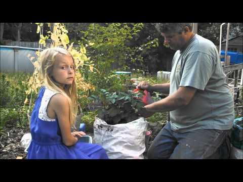 how to grow potatoes in nh