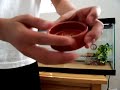 [iG] How to Create a Leopard Gecko Enclosure