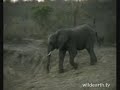 WildEarth.TV: Herd of Ellies