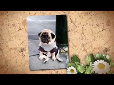 how to relieve dogs constipation