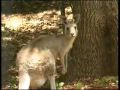 Mac Castle Park Entry DVD - Movie 01.mp4
