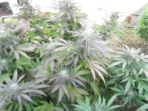 how to grow lemon g