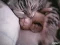 Little kitten having a nightmare is hugged by it's Mother Cat