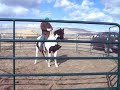 third \"ride\" for Peppy horse (2 of 2)