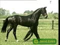 The Crowning of Youtubes Next Top Equestrian Vid Artist The Crowning of Youtubes Next Top Equestrian Vid Artist