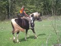 Pinto Stallion FOR SALE - \"Deminio\" , GREECE Pinto Stallion FOR SALE - \"Deminio\" , GREECE