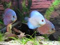 Discus Aquarium Discus Aquarium