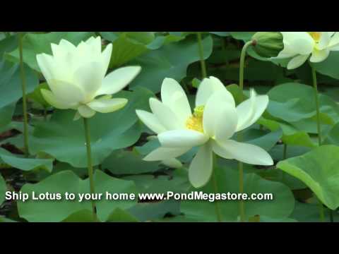 how to fertilize lotus